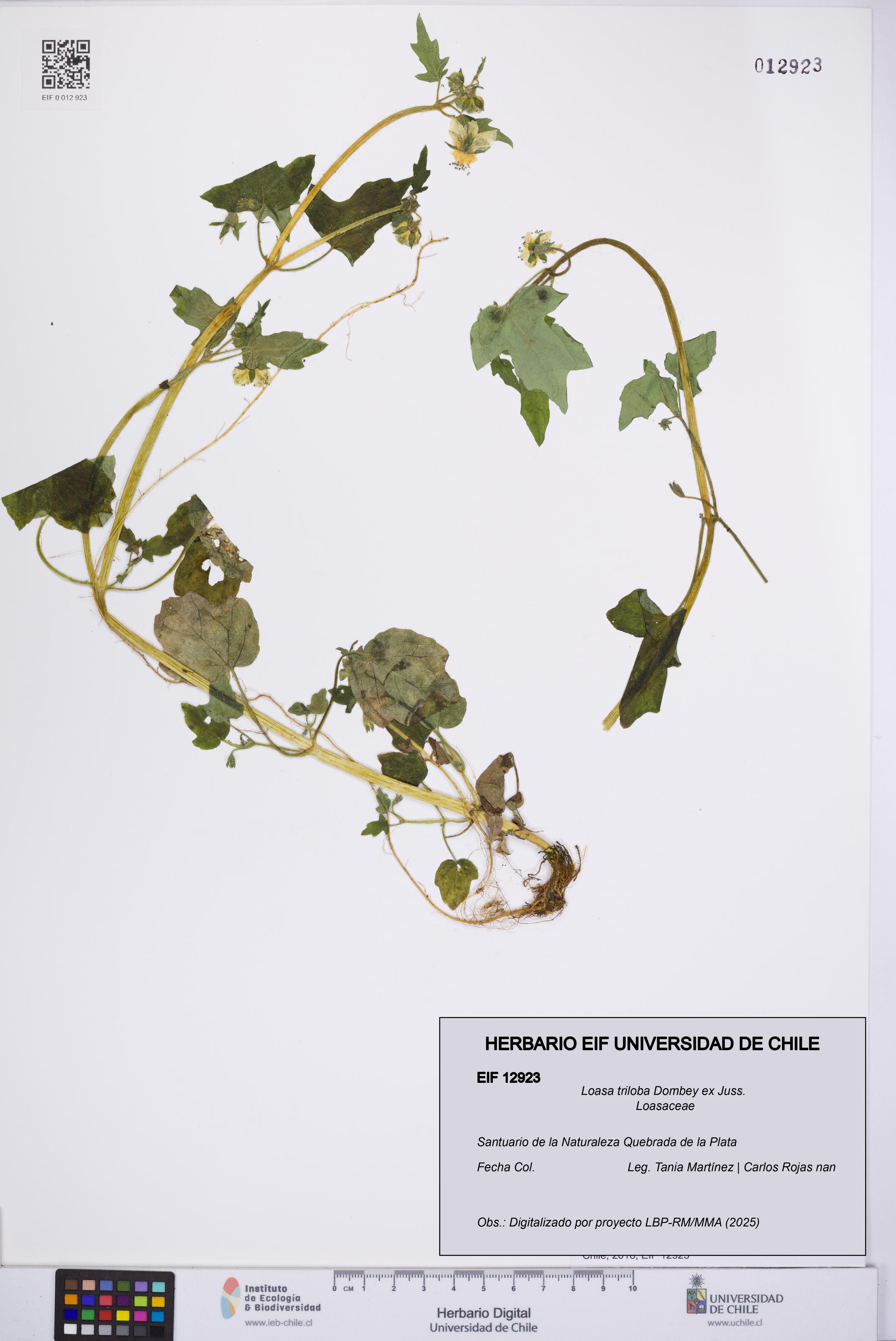 Loasa triloba [Espécimen: UCH:EIF:0012923]