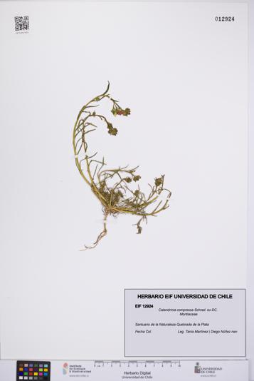 Calandrinia compressa [Espécimen: UCH:EIF:0012924]