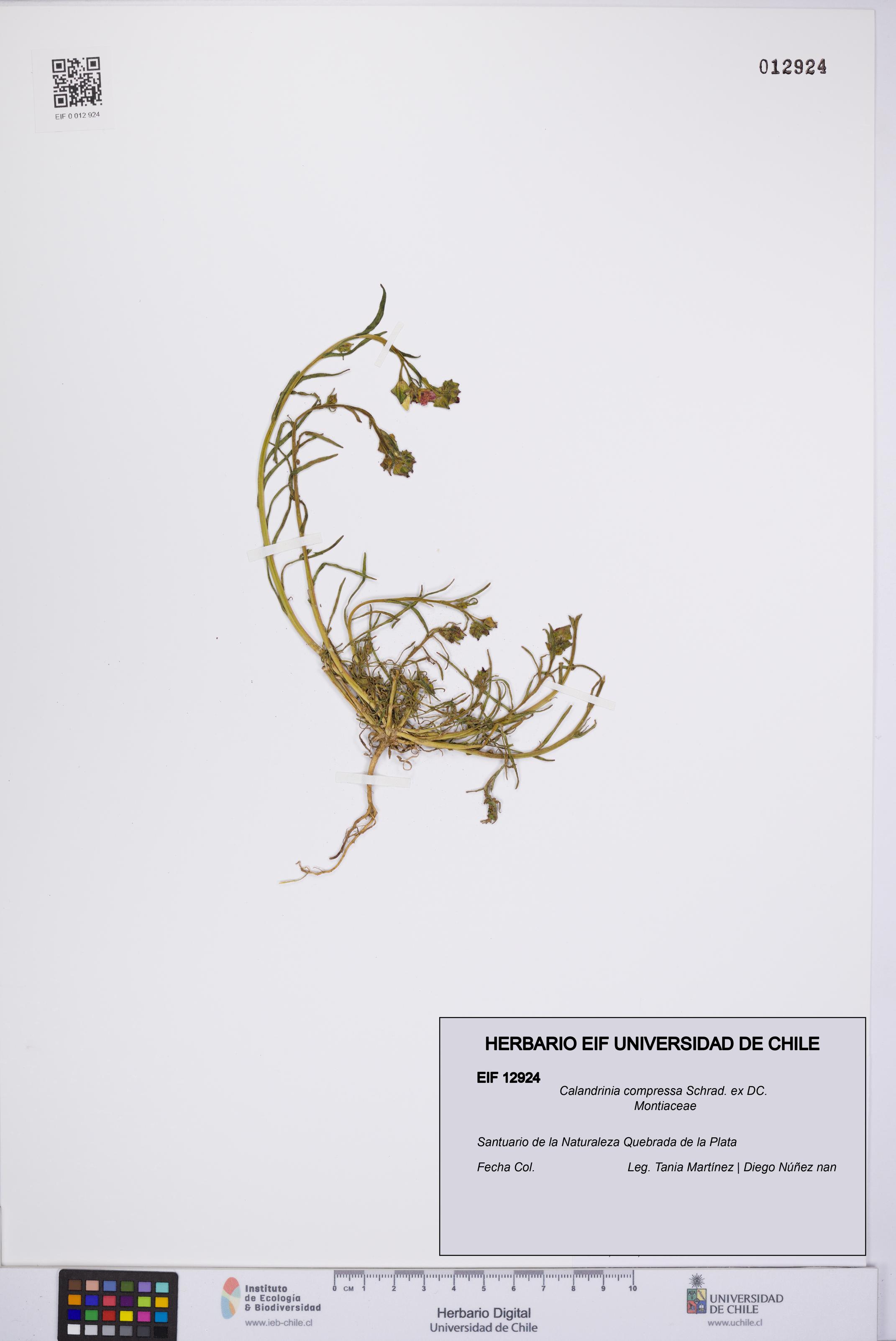Calandrinia compressa [Espécimen: UCH:EIF:0012924]