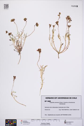 Cistanthe arenaria [Espécimen: UCH:EIF:0012925]