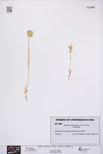 Montiopsis trifida [Espécimen: UCH:EIF:0012926]
