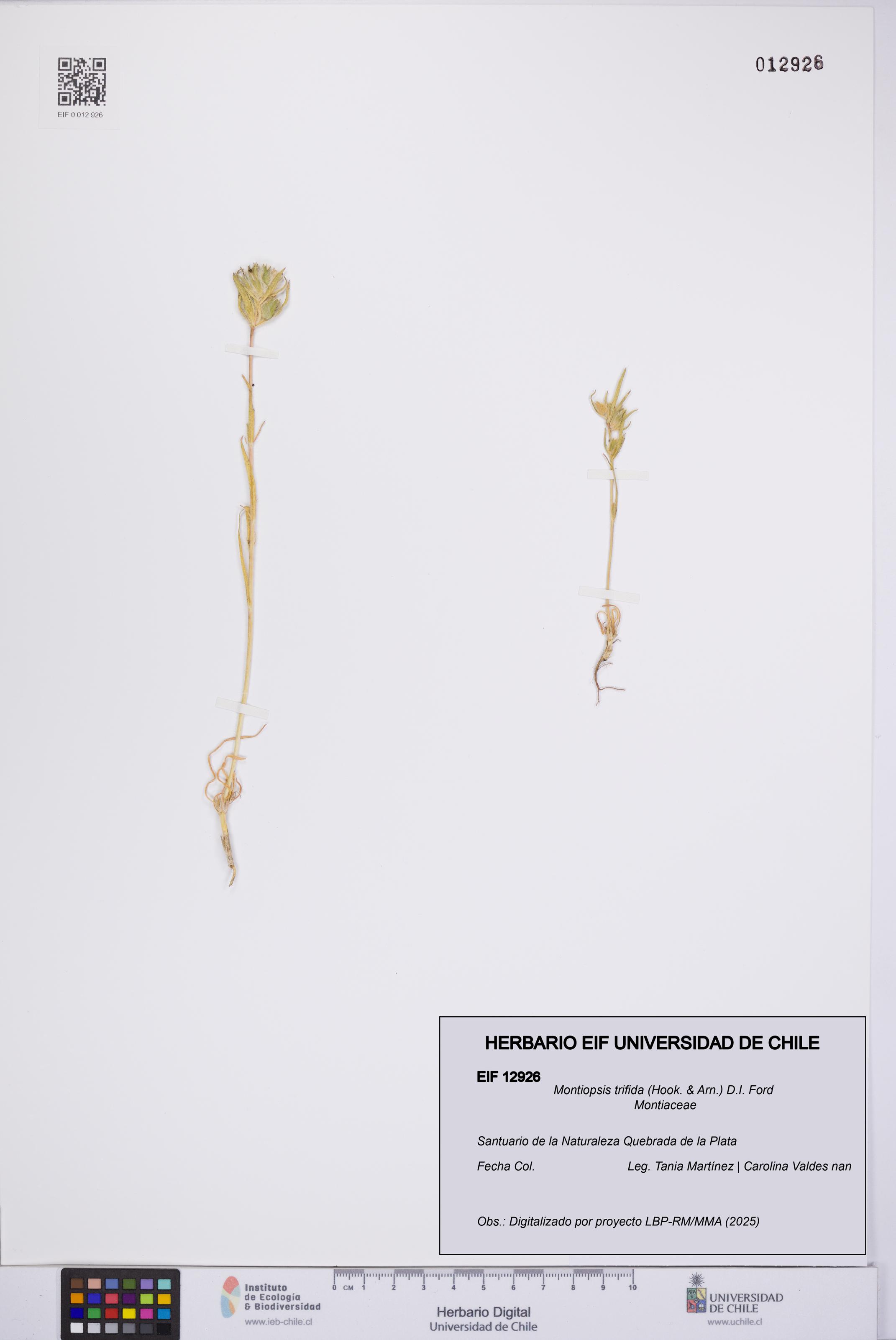 Montiopsis trifida [Espécimen: UCH:EIF:0012926]