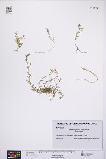 Camissonia dentata [Espécimen: UCH:EIF:0012927]