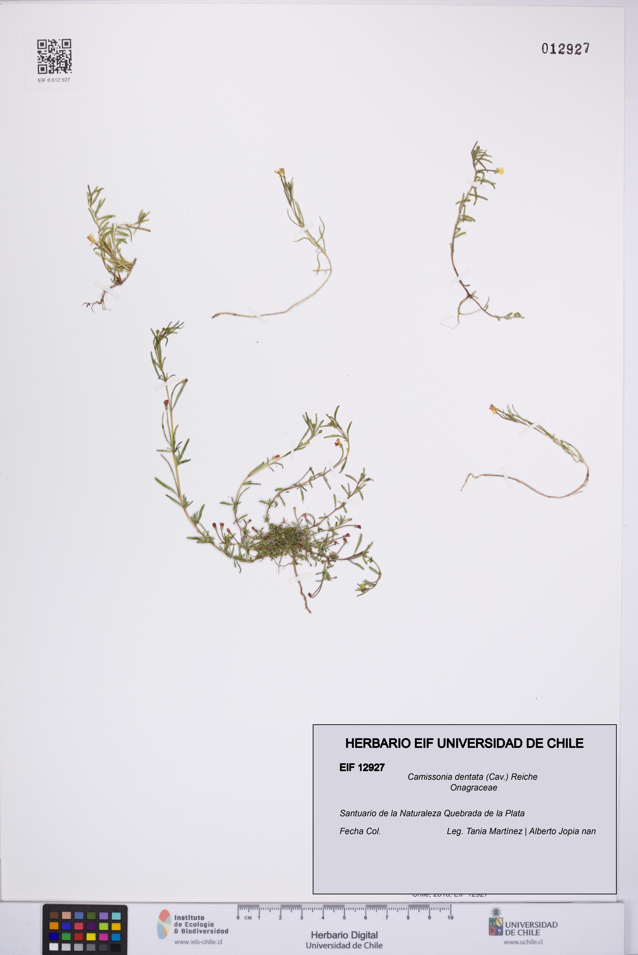 Camissonia dentata [Espécimen: UCH:EIF:0012927]