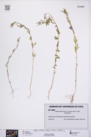 Clarkia tenella [Espécimen: UCH:EIF:0012928]