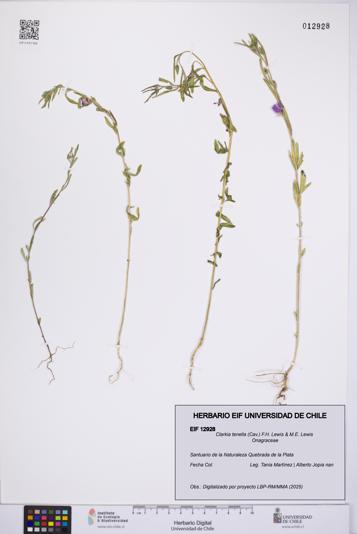 Clarkia tenella [Espécimen: UCH:EIF:0012928]