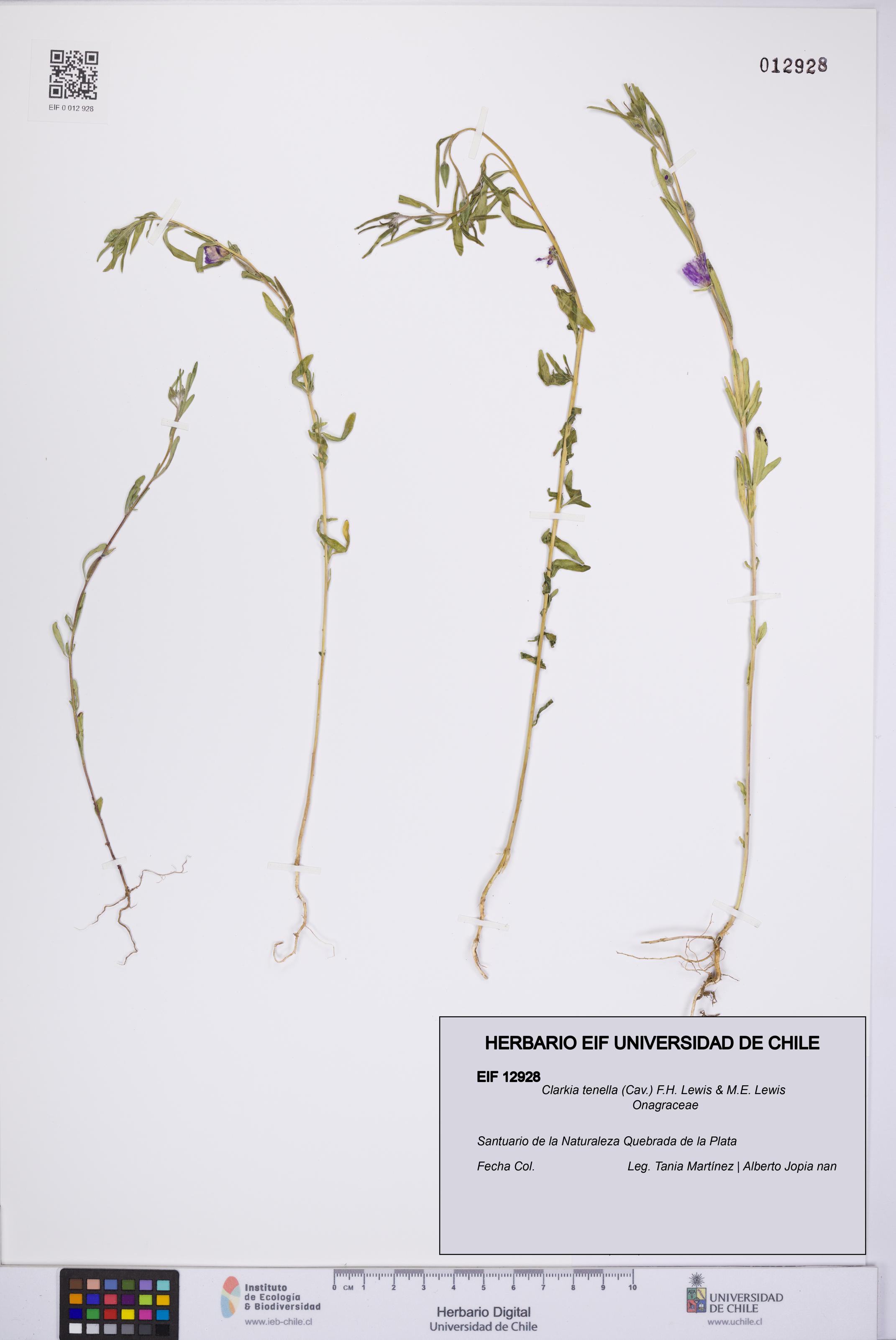 Clarkia tenella [Espécimen: UCH:EIF:0012928]
