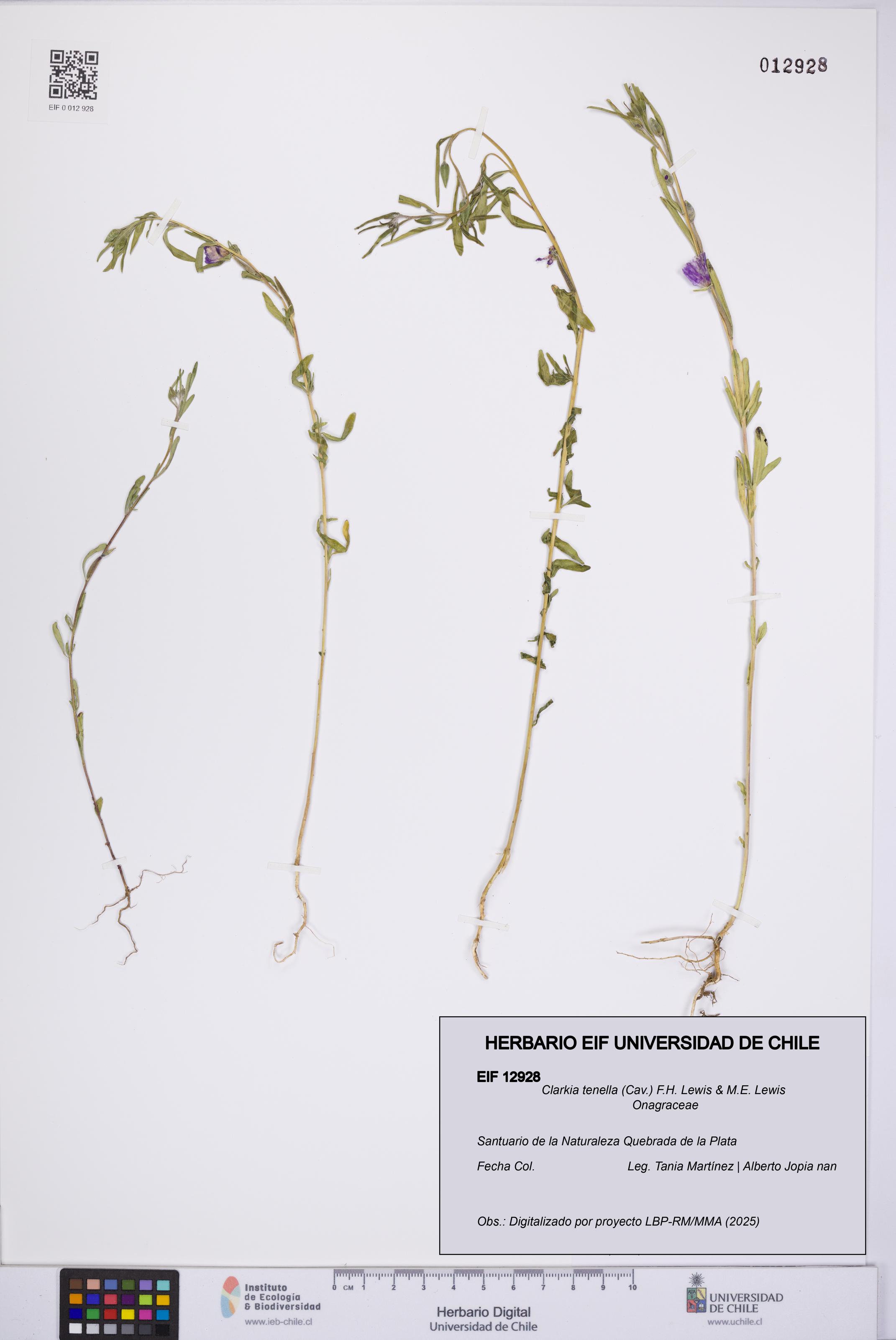 Clarkia tenella [Espécimen: UCH:EIF:0012928]