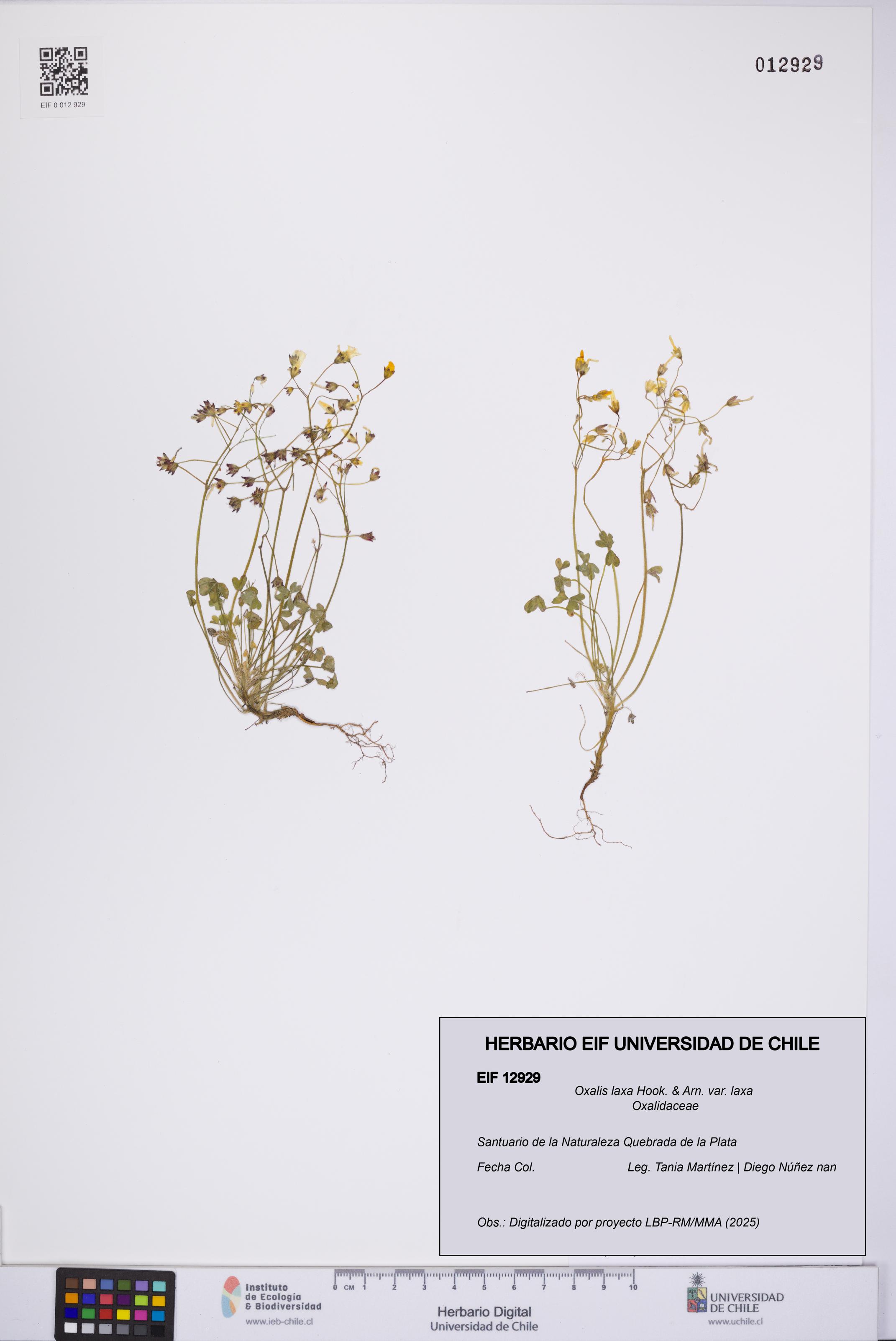 Oxalis laxa var. laxa [Espécimen: UCH:EIF:0012929]