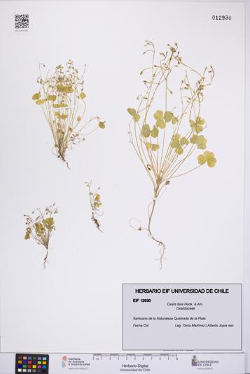 Oxalis laxa [Espécimen: UCH:EIF:0012930]
