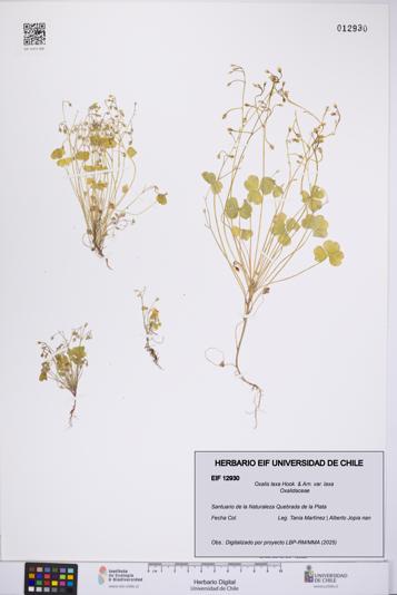 Oxalis laxa var. laxa [Espécimen: UCH:EIF:0012930]
