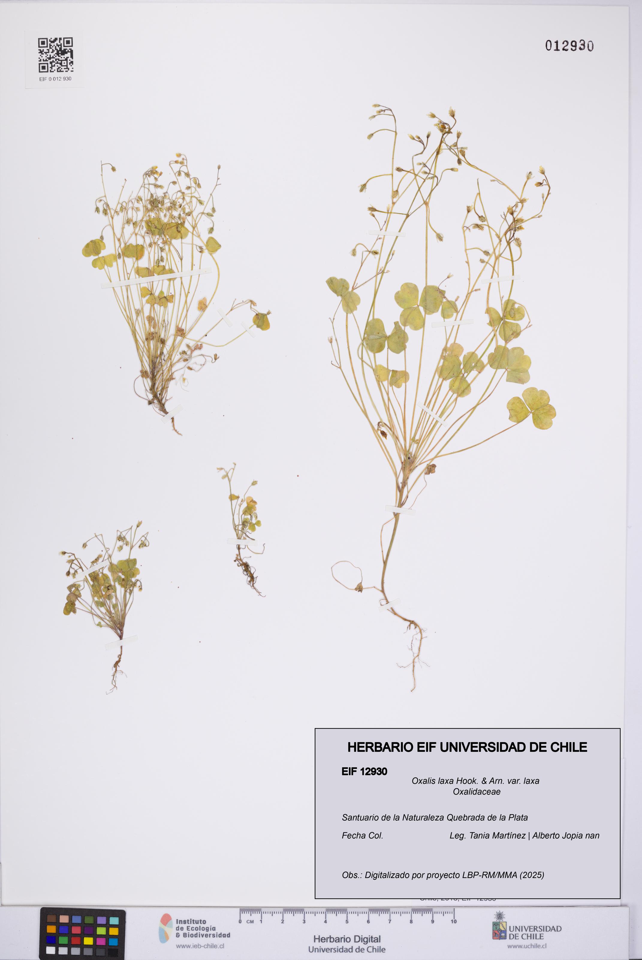 Oxalis laxa var. laxa [Espécimen: UCH:EIF:0012930]