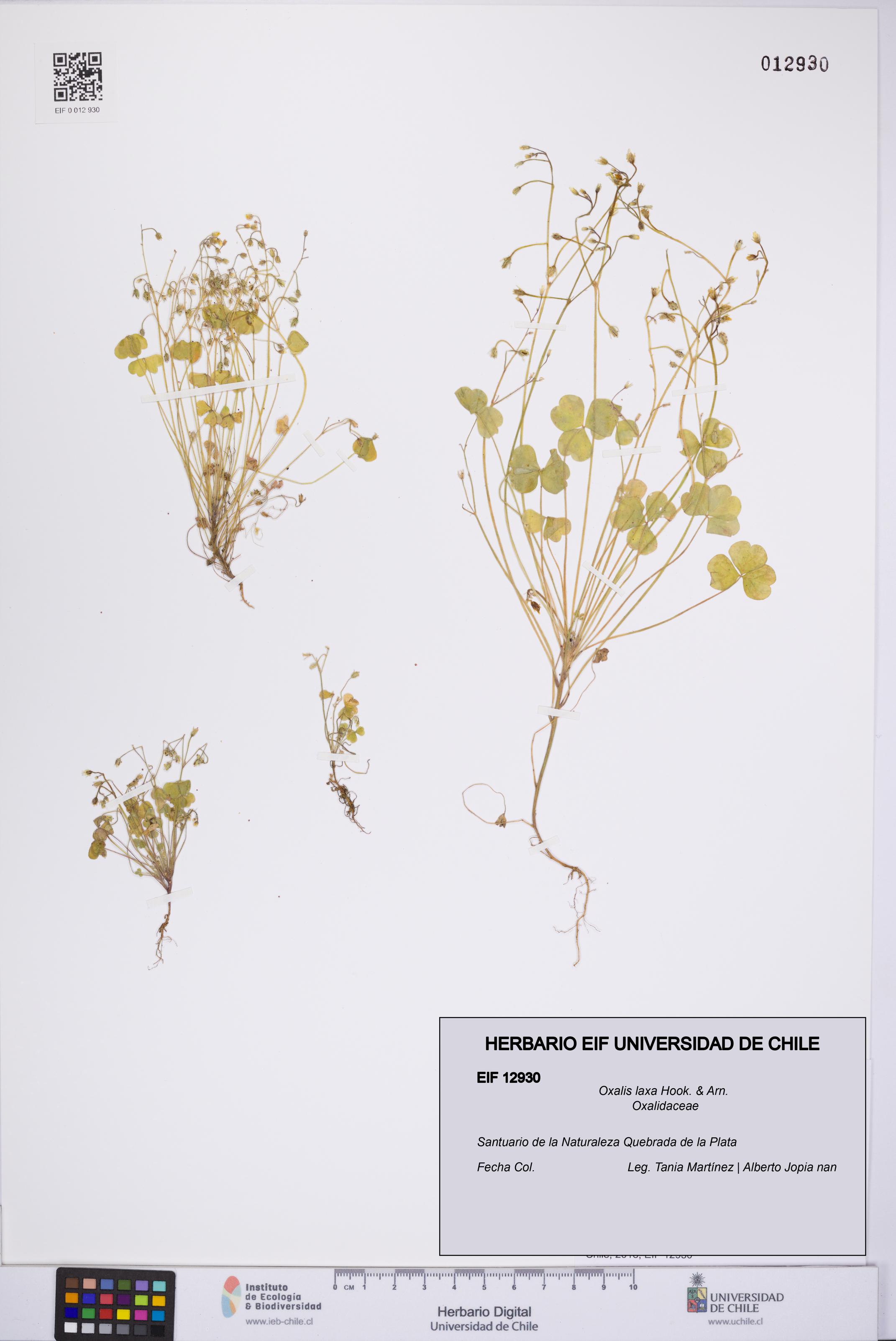 Oxalis laxa [Espécimen: UCH:EIF:0012930]