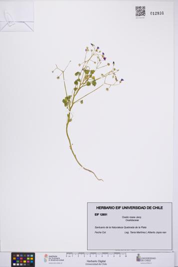 Oxalis rosea [Espécimen: UCH:EIF:0012931]
