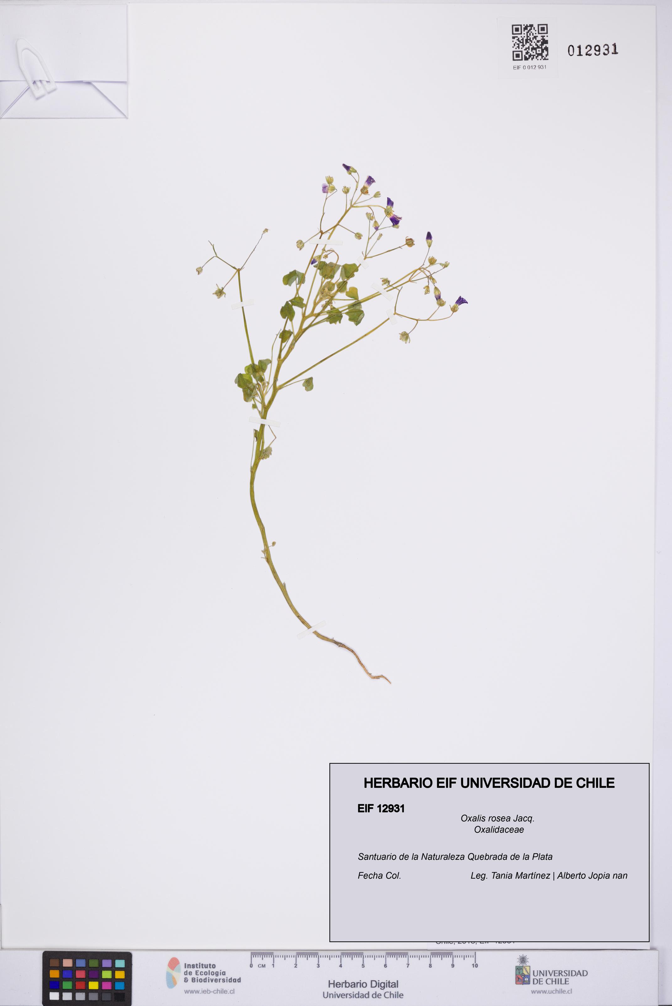 Oxalis rosea [Espécimen: UCH:EIF:0012931]
