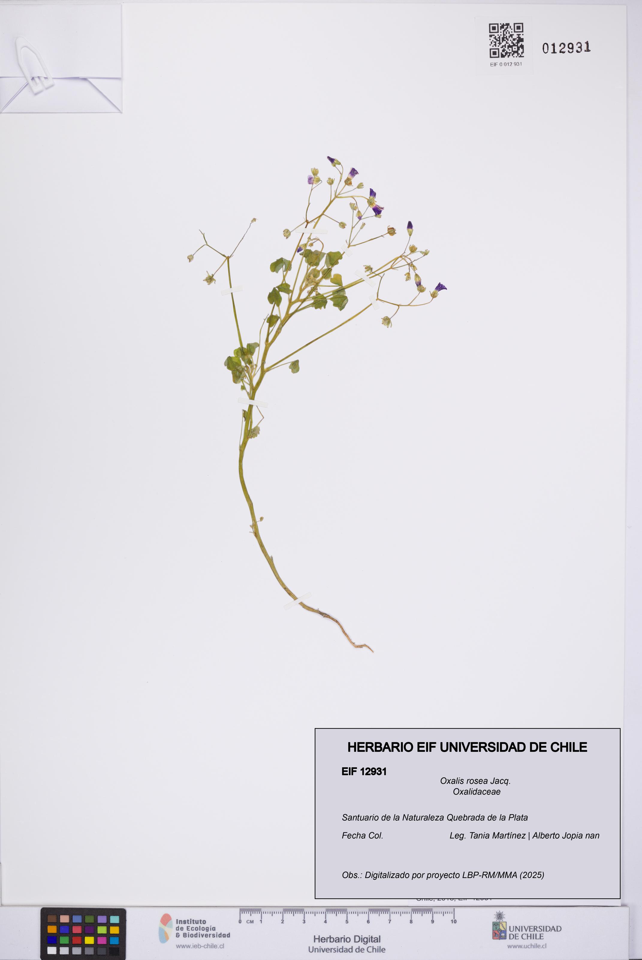 Oxalis rosea [Espécimen: UCH:EIF:0012931]