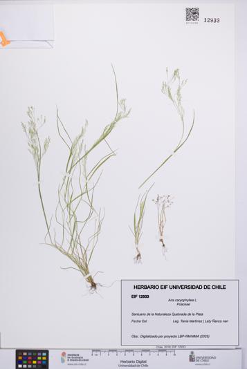 Aira caryophyllea [Espécimen: UCH:EIF:0012933]