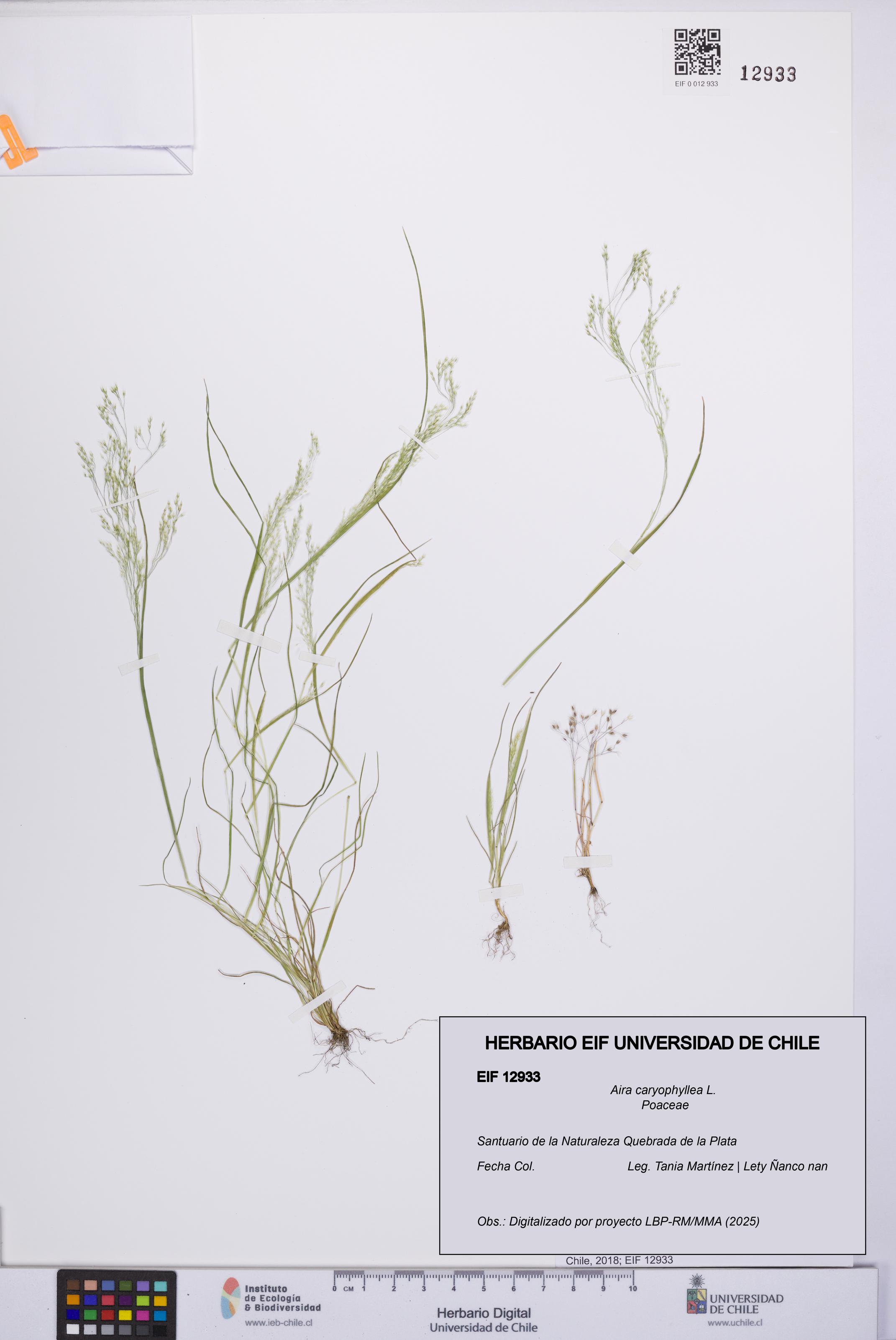Aira caryophyllea [Espécimen: UCH:EIF:0012933]