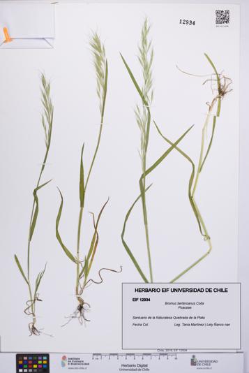 Bromus berteroanus [Espécimen: UCH:EIF:0012934]