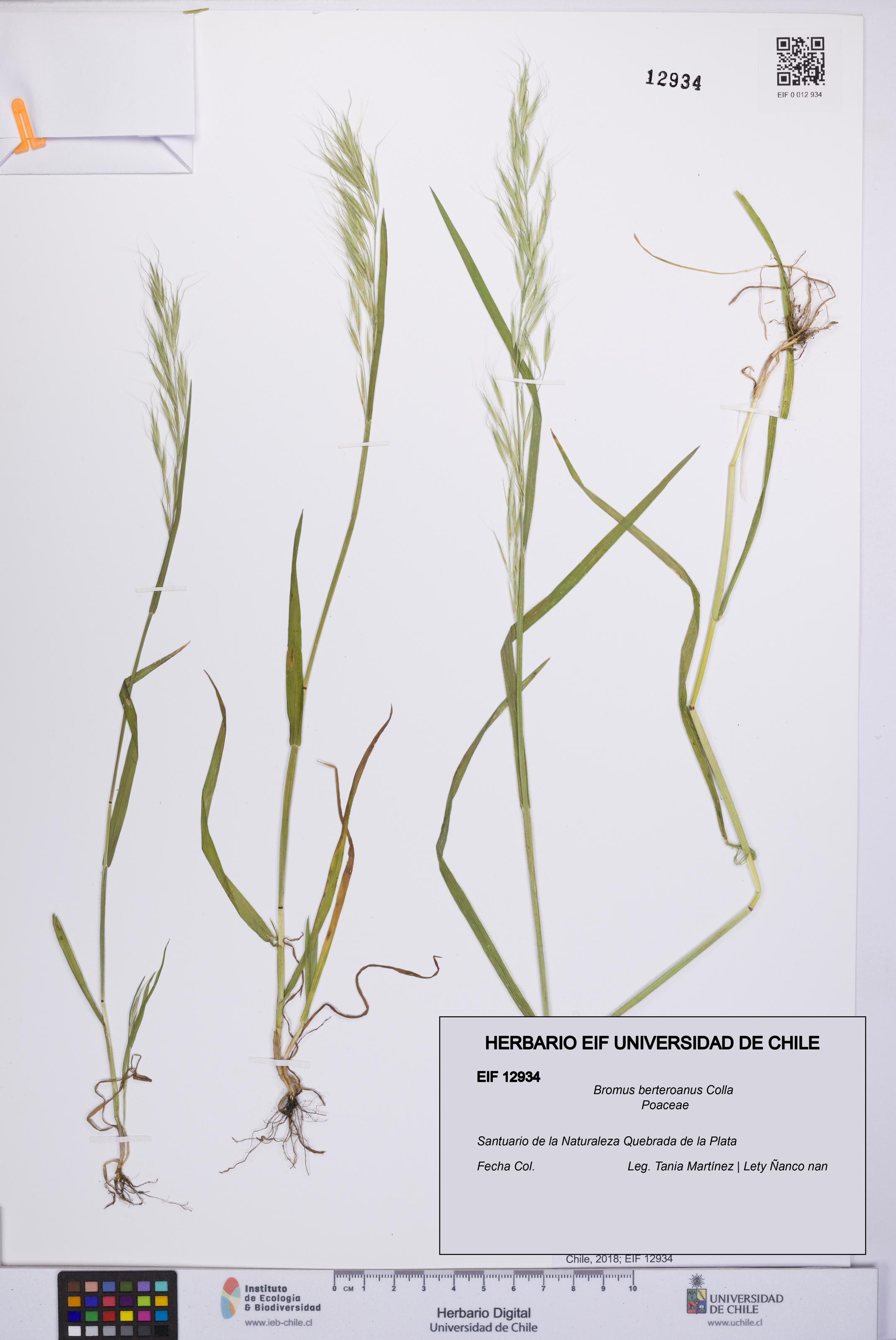 Bromus berteroanus [Espécimen: UCH:EIF:0012934]