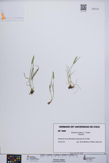 Rostraria cristata [Espécimen: UCH:EIF:0012936]