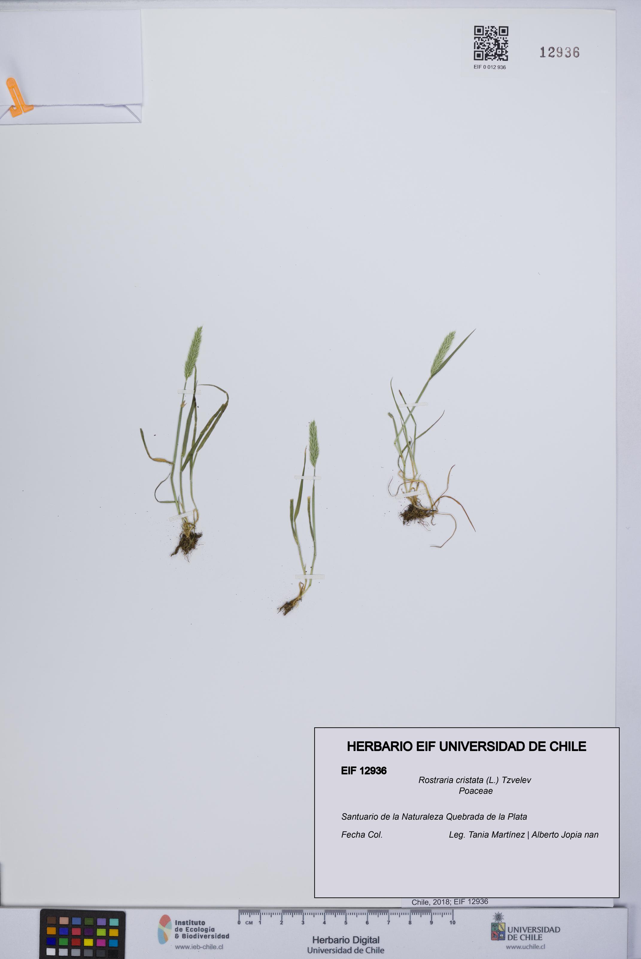 Rostraria cristata [Espécimen: UCH:EIF:0012936]