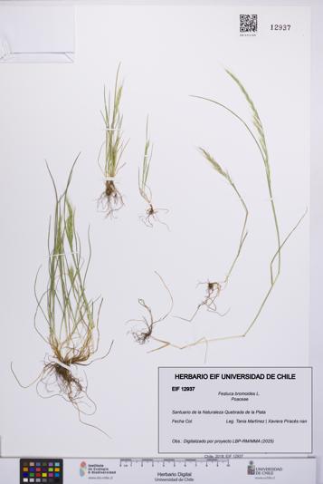 Festuca bromoides [Espécimen: UCH:EIF:0012937]