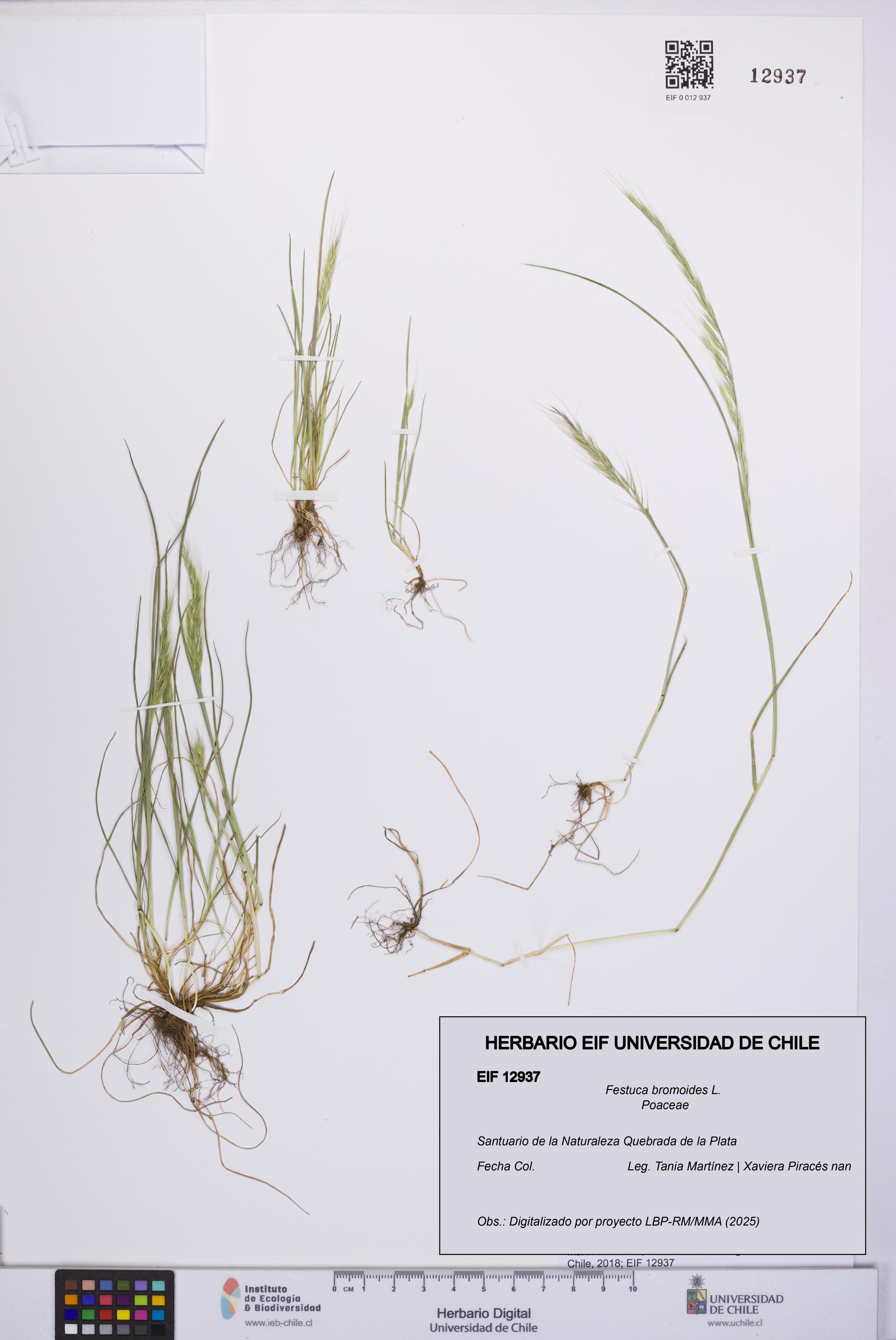 Festuca bromoides [Espécimen: UCH:EIF:0012937]