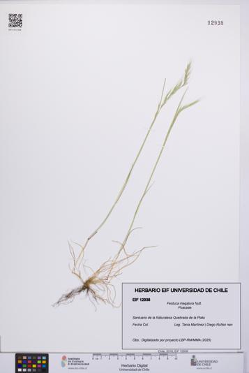 Festuca megalura [Espécimen: UCH:EIF:0012938]