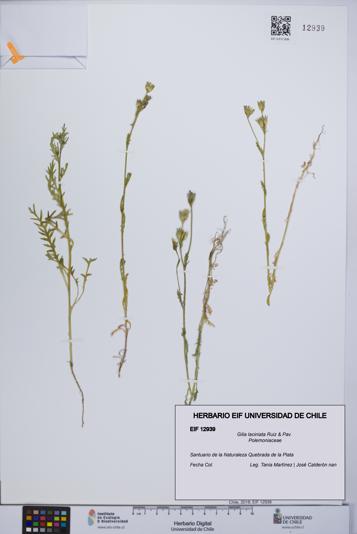 Gilia laciniata [Espécimen: UCH:EIF:0012939]