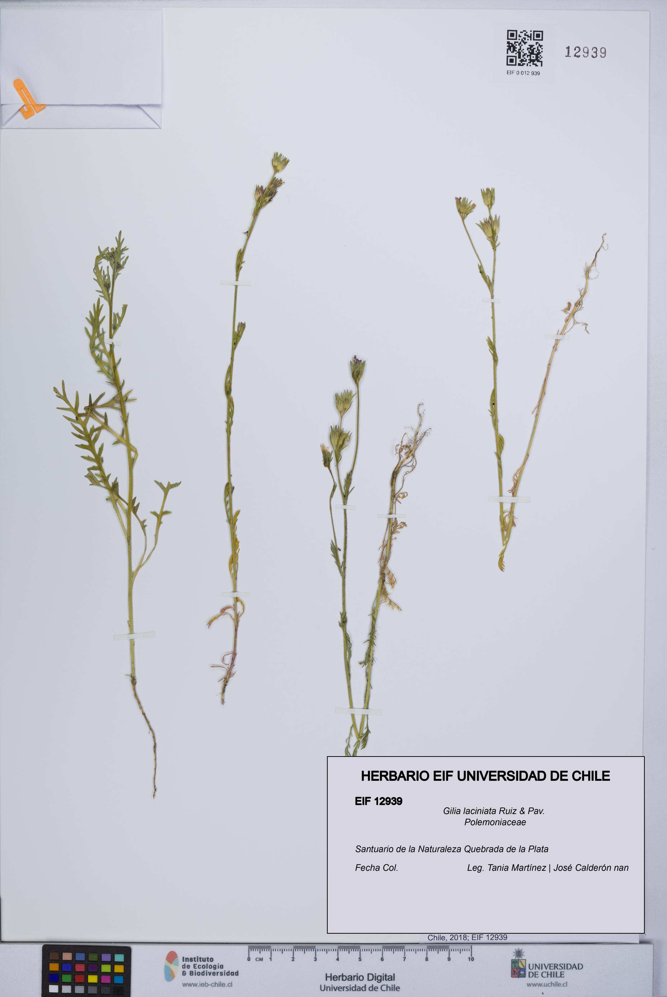 Gilia laciniata [Espécimen: UCH:EIF:0012939]