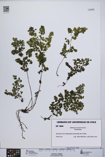 Adiantum excisum [Espécimen: UCH:EIF:0012940]