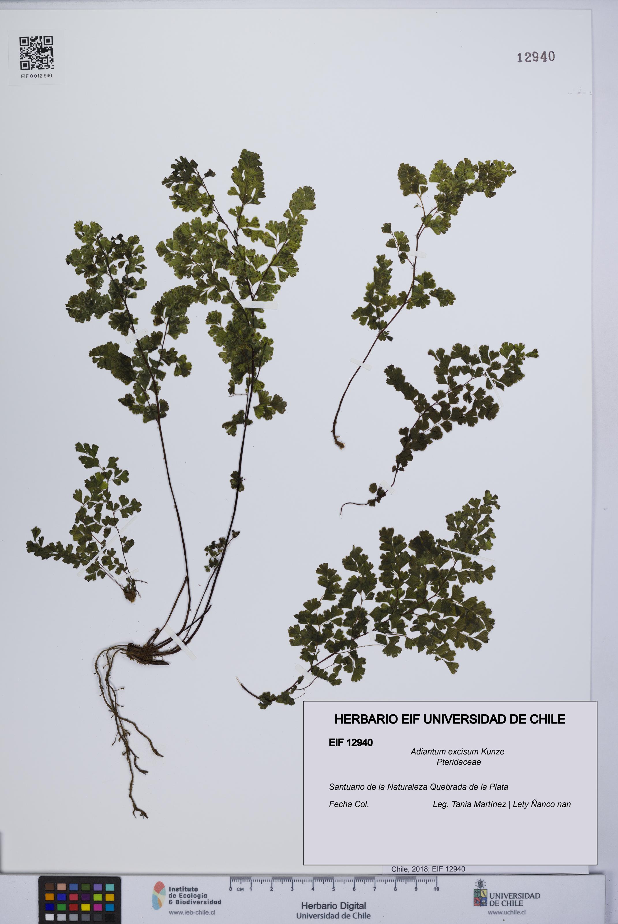 Adiantum excisum [Espécimen: UCH:EIF:0012940]