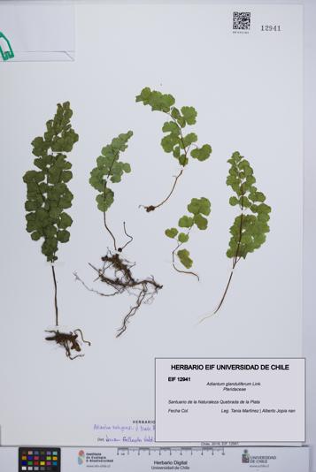 Adiantum glanduliferum [Espécimen: UCH:EIF:0012941]