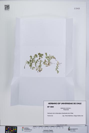 Aphanes arvensis [Espécimen: UCH:EIF:0012943]