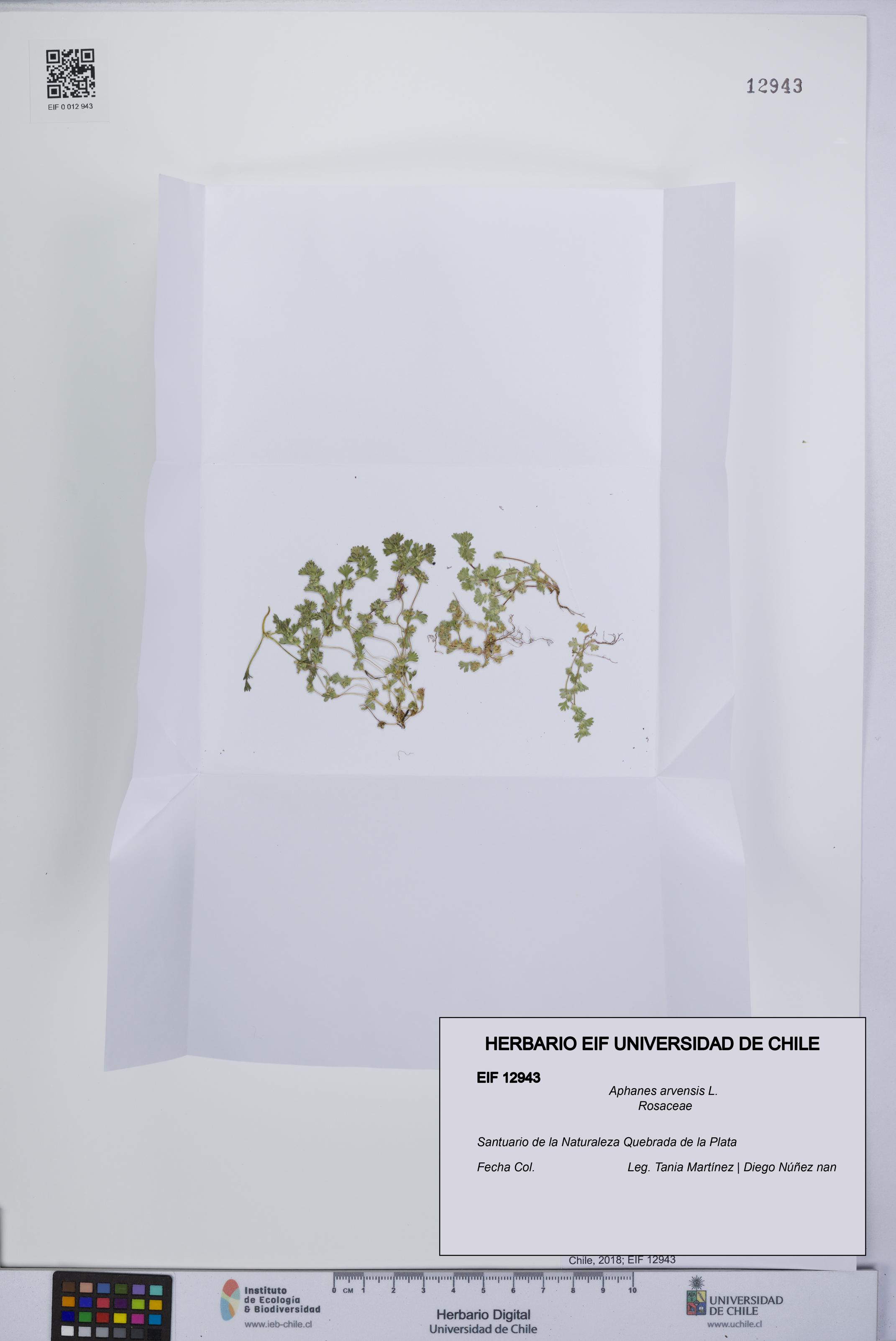 Aphanes arvensis [Espécimen: UCH:EIF:0012943]