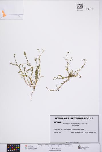 Calandrinia monandra [Espécimen: UCH:EIF:0012945]