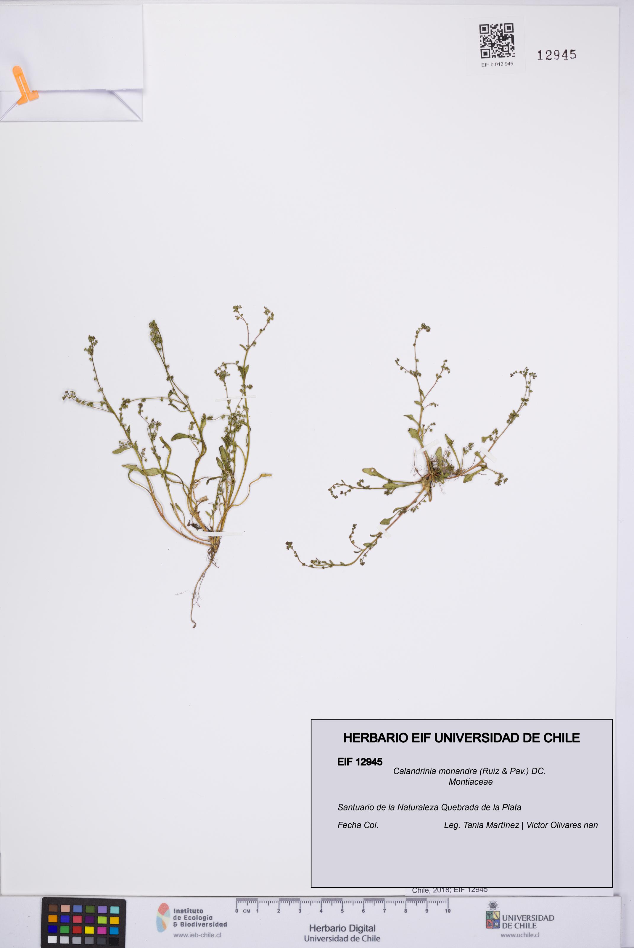 Calandrinia monandra [Espécimen: UCH:EIF:0012945]