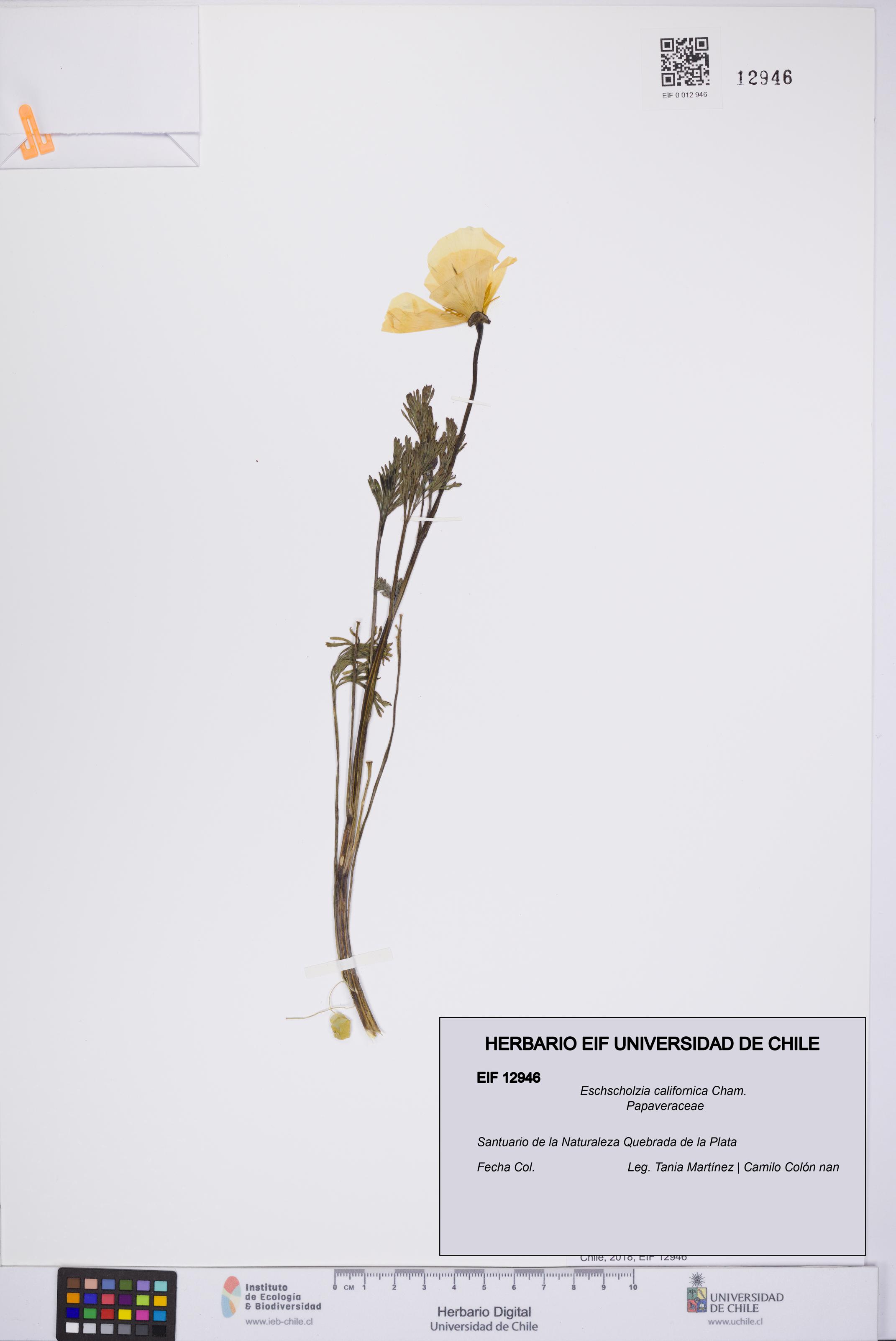 Eschscholzia californica [Espécimen: UCH:EIF:0012946]