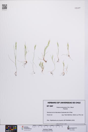 Festuca antucensis [Espécimen: UCH:EIF:0012947]