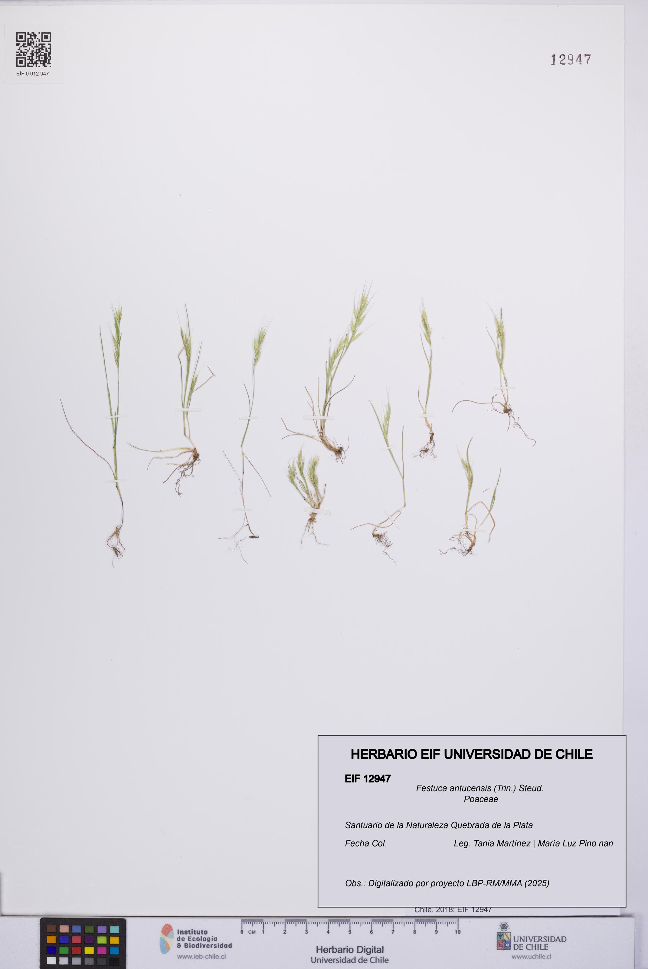 Festuca antucensis [Espécimen: UCH:EIF:0012947]