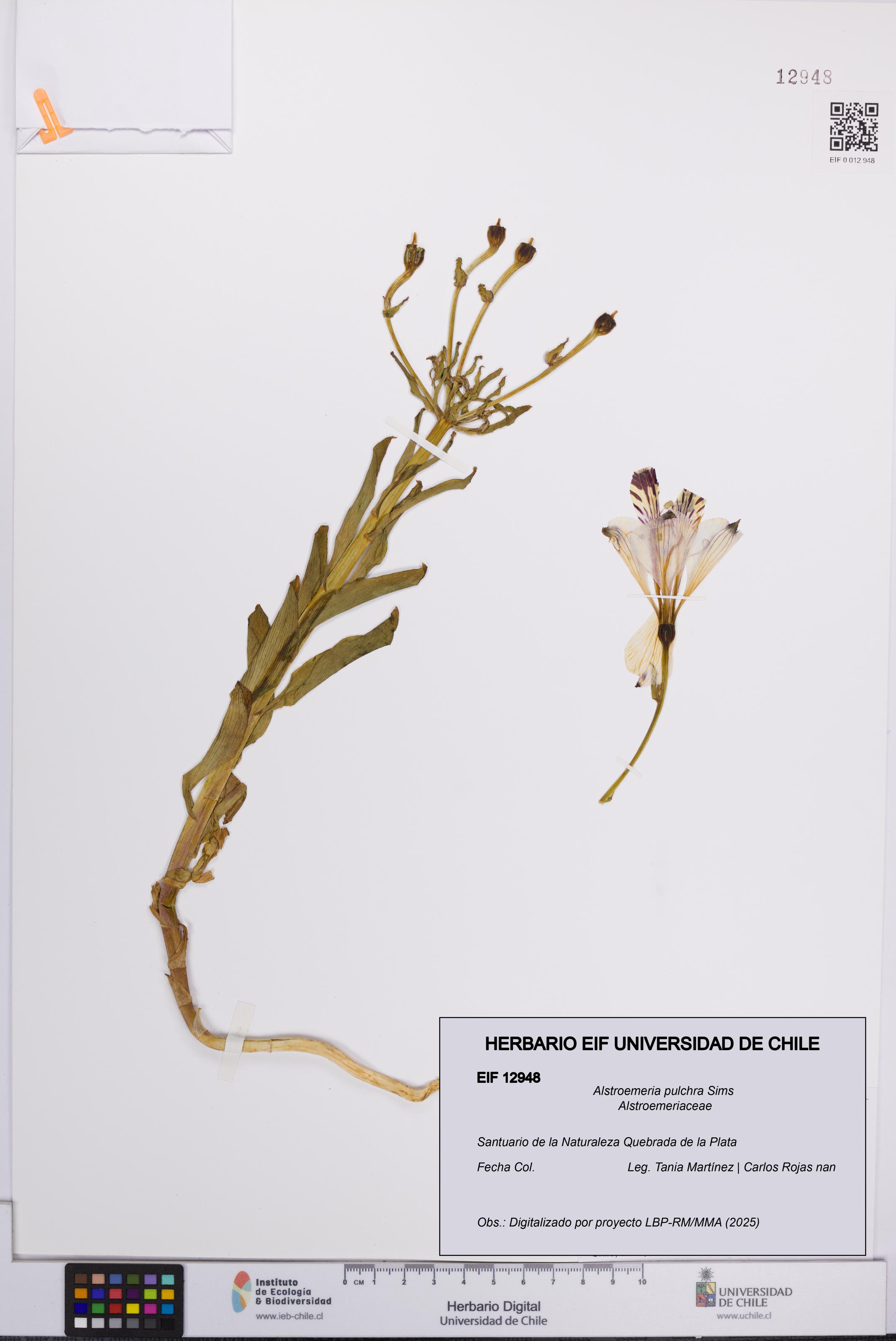 Alstroemeria pulchra [Espécimen: UCH:EIF:0012948]