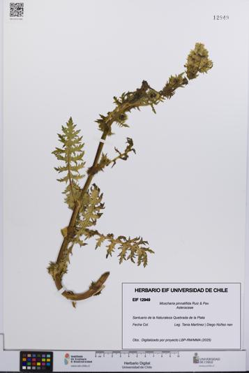 Moscharia pinnatifida [Espécimen: UCH:EIF:0012949]