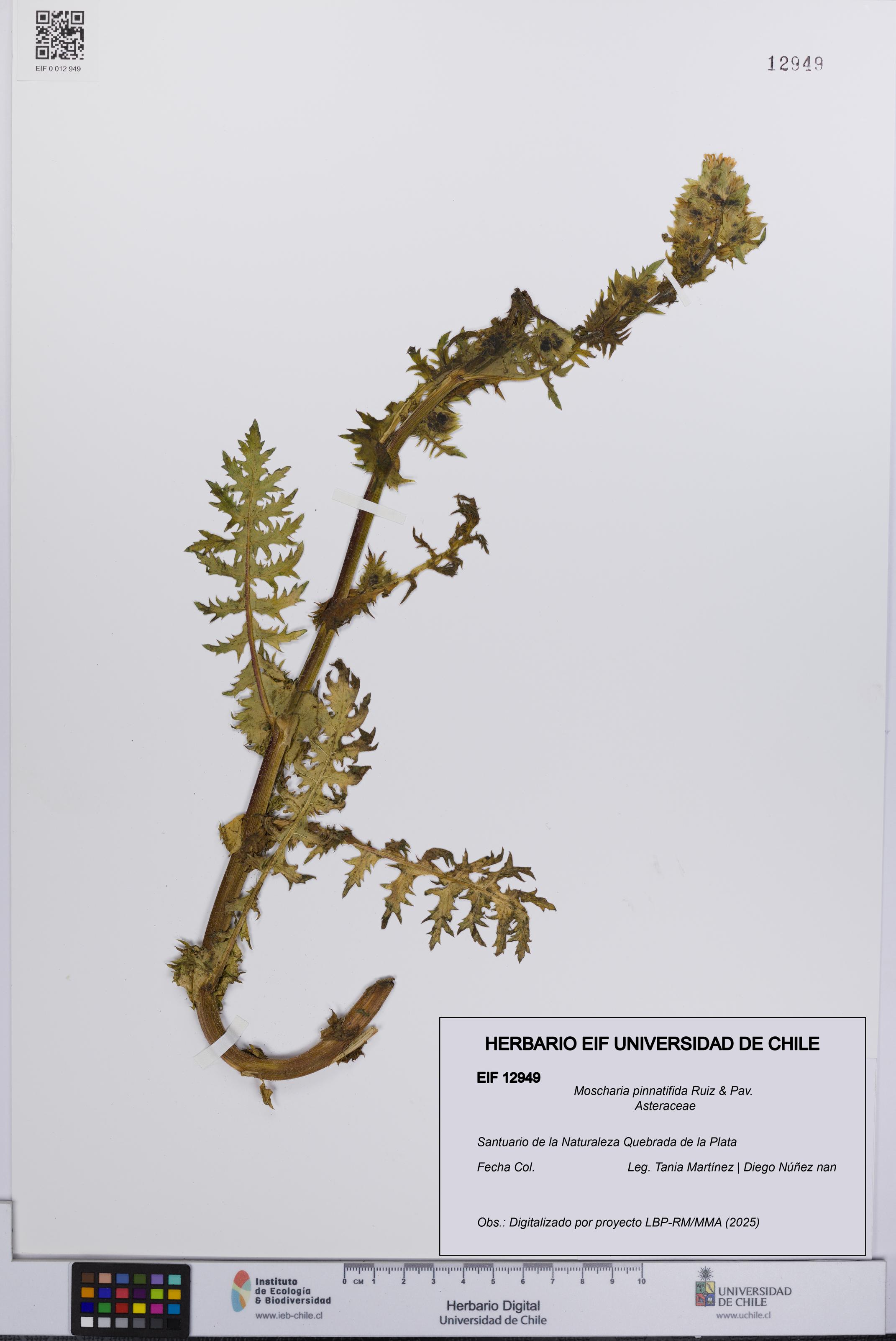 Moscharia pinnatifida [Espécimen: UCH:EIF:0012949]