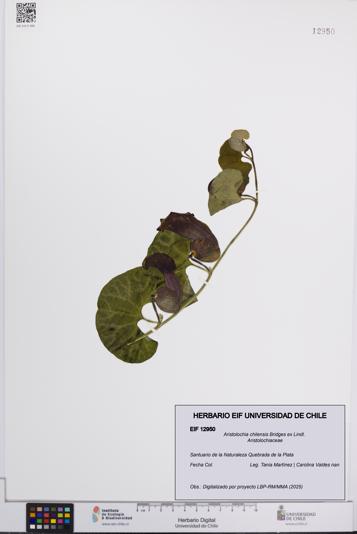 Aristolochia chilensis [Espécimen: UCH:EIF:0012950]