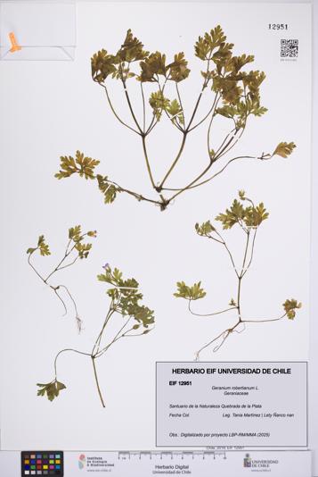 Geranium robertianum [Espécimen: UCH:EIF:0012951]