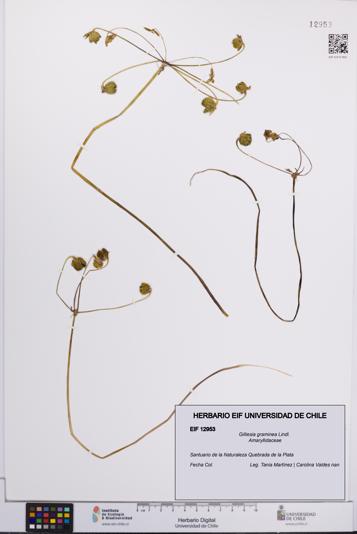 Gilliesia graminea [Espécimen: UCH:EIF:0012953]