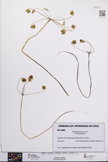 Gilliesia graminea [Espécimen: UCH:EIF:0012953]