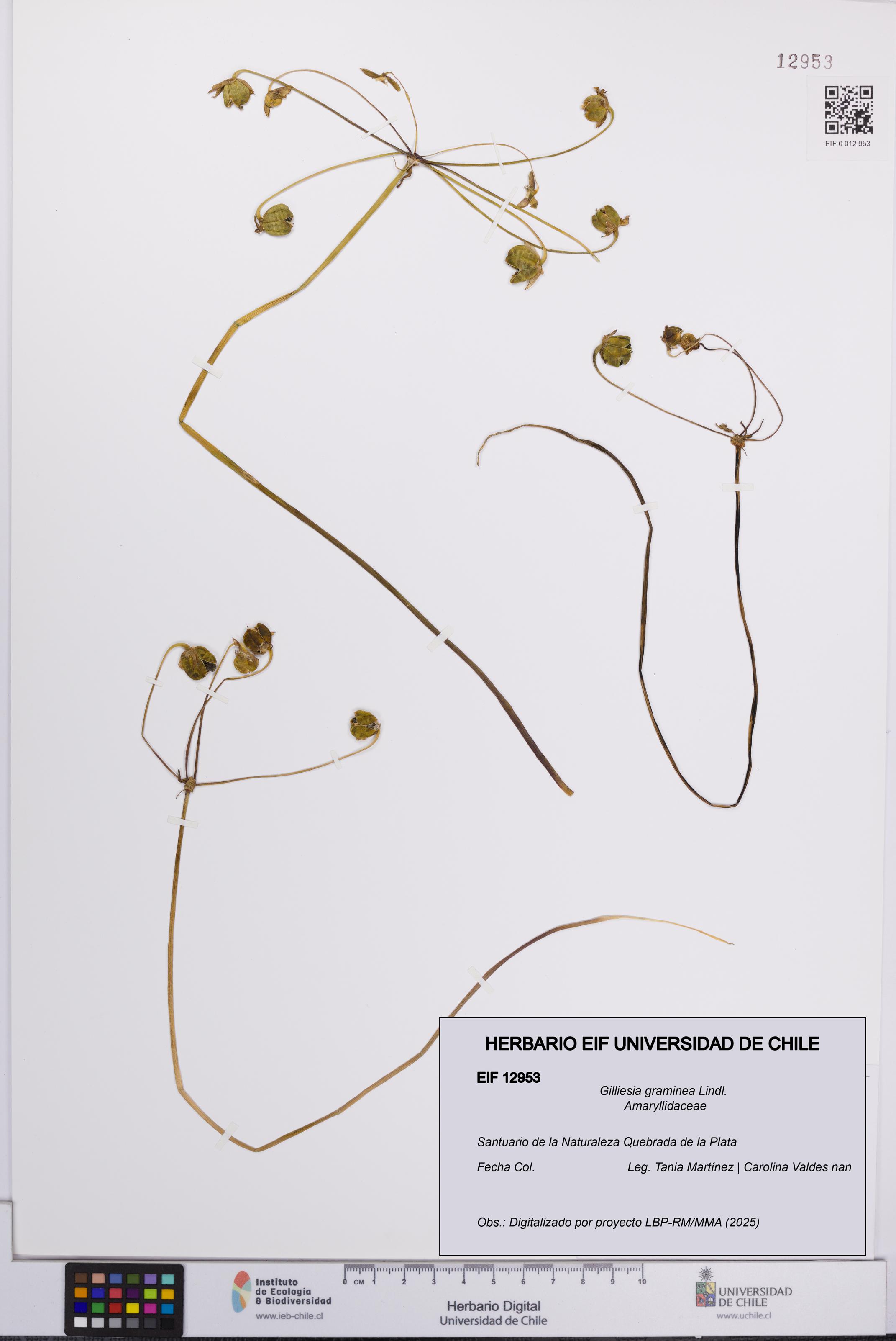 Gilliesia graminea [Espécimen: UCH:EIF:0012953]