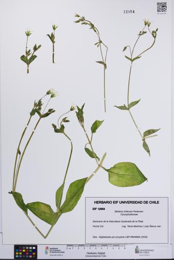 Stellaria chilensis [Espécimen: UCH:EIF:0012954]